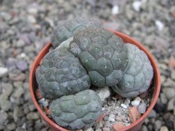 Puna bonniae inermis, pot 5,5 cm - 12410377