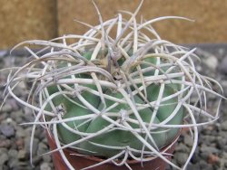 Gymnocalycium cardenasianum JO 604 pot 5,5 cm - 12410380