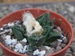 Ariocarpus fissuratus hintonii Matehuala pot 5,5 cm Cites IA - 12410396