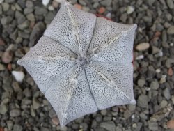 Astrophytum coahuilense snow (Super coahuilense) pot 5,5 cm - 12410397