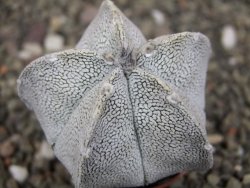 Astrophytum coahuilense snow (Super coahuilense) pot 5,5 cm - 12410399