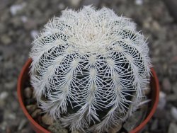 Echinocereus reichenbachii albispinus pot 5,5 cm