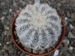 Echinocereus reichenbachii albispinus pot 5,5 cm - 12410403