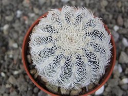 Echinocereus reichenbachii albispinus pot 5,5 cm - 12410404
