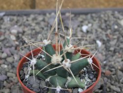 Ferobergia semenáč, pot 5,5 cm