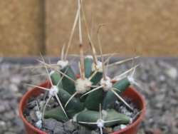 Ferobergia semenáč, pot 5,5 cm - 12410407