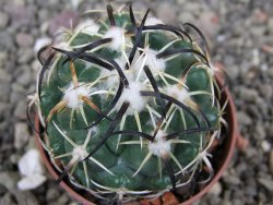 Coryphantha tripugionacantha PP1012 Tepetatita Zac. pot 5,5 cm - 12410409