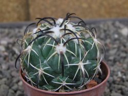 Coryphantha tripugionacantha PP1012 Tepetatita Zac. pot 5,5 cm - 12410412