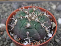 Gymnocalycium spegazzinii unguispinum SL 44b, pot 5,5 cm