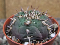 Gymnocalycium spegazzinii unguispinum SL 44b, pot 5,5 cm - 12410431