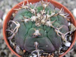 Gymnocalycium spegazzinii unguispinum SL 44b, pot 5,5 cm - 12410432
