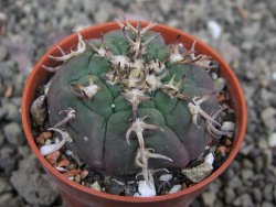 Gymnocalycium spegazzinii unguispinum SL 44b, pot 5,5 cm - 12410433