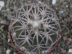 Gymnocalycium spegazzinii punillaense Tom 06-81/1 El Obelisco, pot 6,5 cm - 12410444