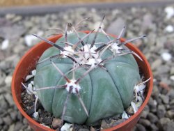 Echinocactus horizonthalonius KMR 22 Entroque Huizache, pot 5,5 cm - 12410447
