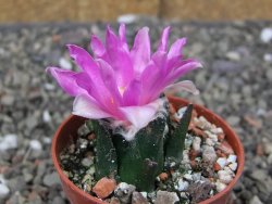 Ariocarpus bravoanus El Ňuňez pot 5,5 cm