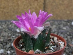 Ariocarpus bravoanus El Ňuňez pot 5,5 cm - 12410466
