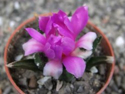 Ariocarpus bravoanus El Ňuňez pot 5,5 cm - 12410469