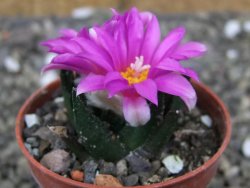 Ariocarpus bravoanus El Ňuňez pot 5,5 cm - 12410474