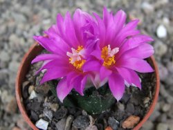 Ariocarpus bravoanus El Ňuňez pot 5,5 cm - 12410476