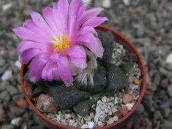 Ariocarpus lloydii pot 5,5 cm - 12410478