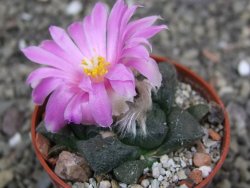 Ariocarpus lloydii pot 5,5 cm