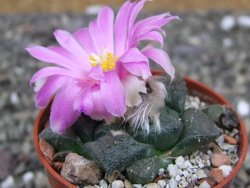 Ariocarpus lloydii pot 5,5 cm - 12410480