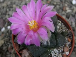 Ariocarpus lloydii pot 5,5 cm - 12410481