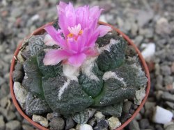 Ariocarpus lloydii pot 5,5 cm - 12410483