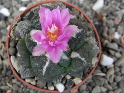 Ariocarpus lloydii pot 5,5 cm - 12410484