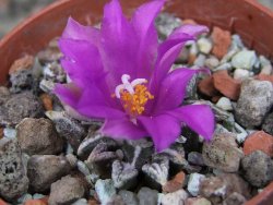 Ariocarpus kotschoubeyanus elephantidens Vista Hermosa pot 5,5 cm