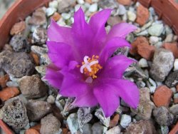 Ariocarpus kotschoubeyanus elephantidens Vista Hermosa pot 5,5 cm - 12410494