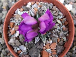 Ariocarpus kotschoubeyanus elephantidens Vista Hermosa pot 5,5 cm - 12410499