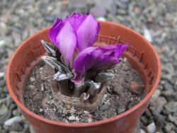 Ariocarpus kotschoubeyanus elephantidens Vista Hermosa pot 5,5 cm - 12410500