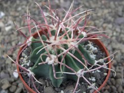 Echinocactus parryi Ciudad Juarez, pot 6,5 cm - 12410501