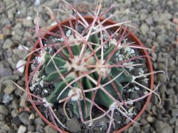 Echinocactus parryi Ciudad Juarez, pot 6,5 cm - 12410502