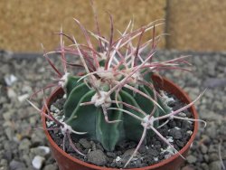Echinocactus parryi Ciudad Juarez, pot 6,5 cm