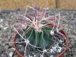 Echinocactus parryi Ciudad Juarez, pot 6,5 cm - 12410504