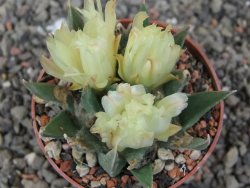 Ariocarpus trigonus minor, pot 6,5 cm - 12410507