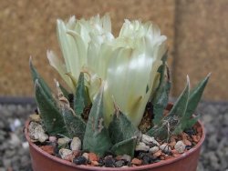 Ariocarpus trigonus minor, pot 6,5 cm - 12410508
