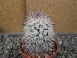 Echinocereus dasyacanthus, pot 6,5 cm