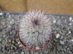 Echinocereus dasyacanthus, pot 6,5 cm - 12410511