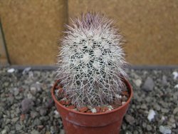 Echinocereus dasyacanthus, pot 6,5 cm - 12410512