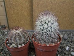 Echinocereus dasyacanthus, pot 6,5 cm - 12410513