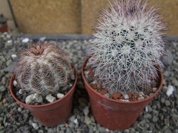 Echinocereus dasyacanthus, pot 6,5 cm - 12410514