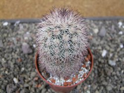 Echinocereus dasyacanthus, pot 6,5 cm - 12410516