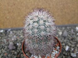 Echinocereus dasyacanthus, pot 6,5 cm - 12410518