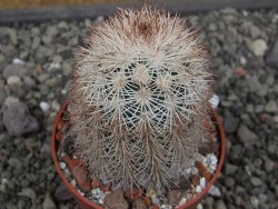 Echinocereus dasyacanthus, pot 6,5 cm - 12410520