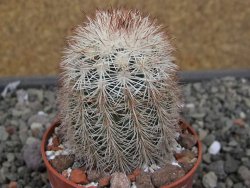 Echinocereus dasyacanthus, pot 6,5 cm - 12410521