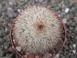 Echinocereus dasyacanthus, pot 6,5 cm - 12410523