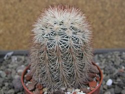 Echinocereus dasyacanthus, pot 6,5 cm - 12410524